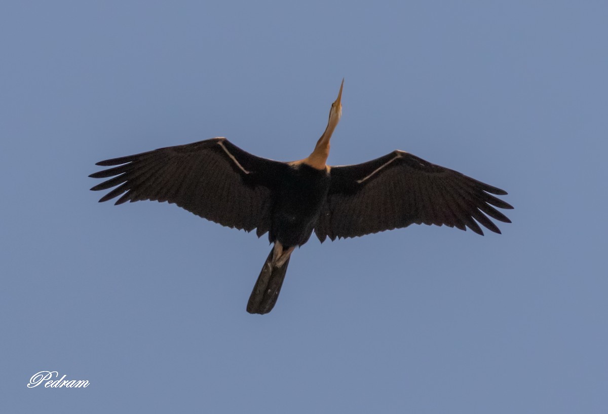 Afrika-Schlangenhalsvogel - ML390149271