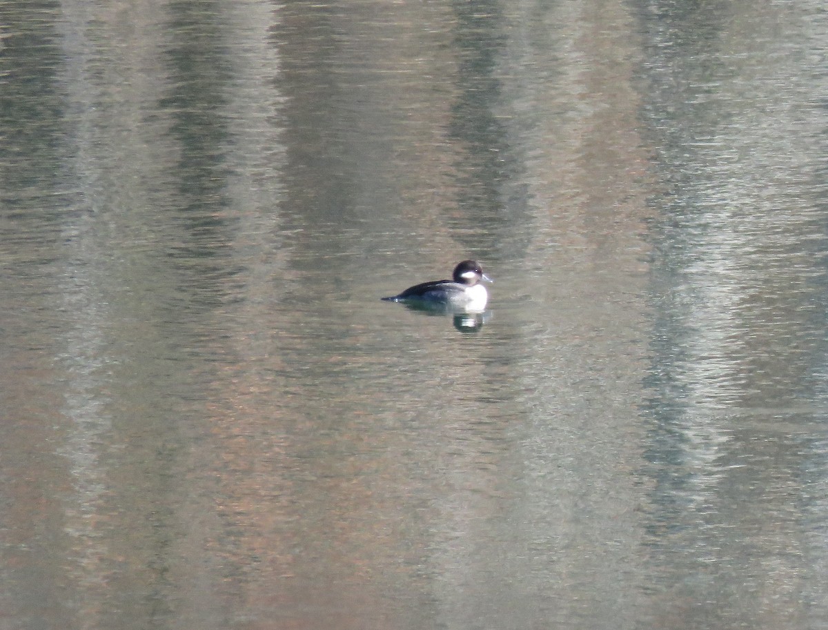 Bufflehead - Todd Ballinger