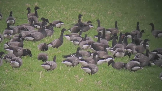 Red-breasted Goose - ML390149541