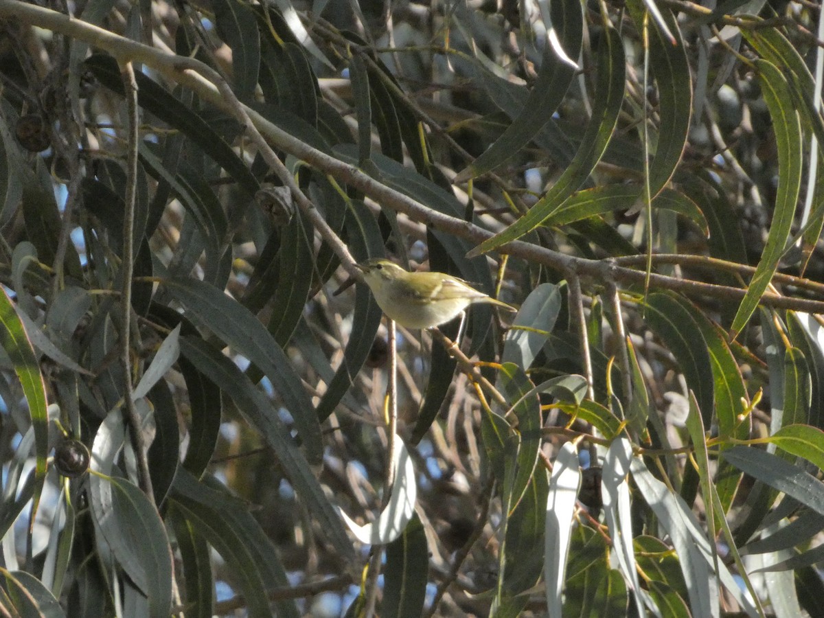 Yellow-browed Warbler - Tiago Caldeira