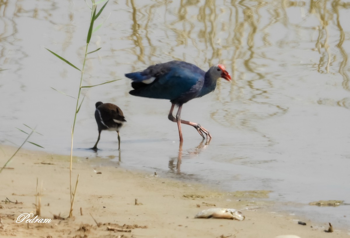 Gray-headed Swamphen - ML390151721