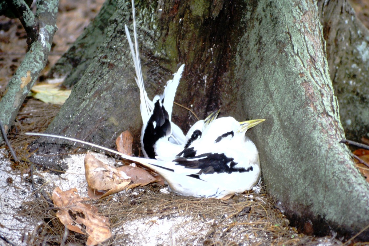 Weißschwanz-Tropikvogel - ML390152141