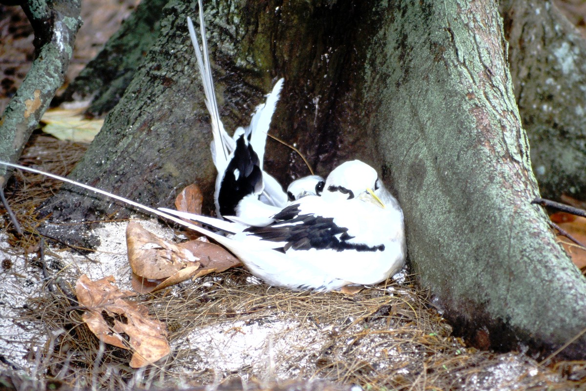 White-tailed Tropicbird - ML390152191