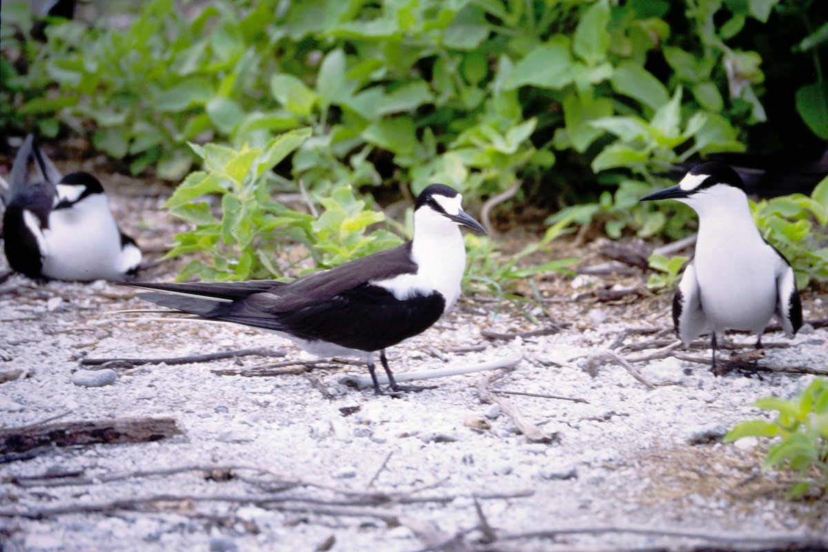 Sooty Tern - ML390153111