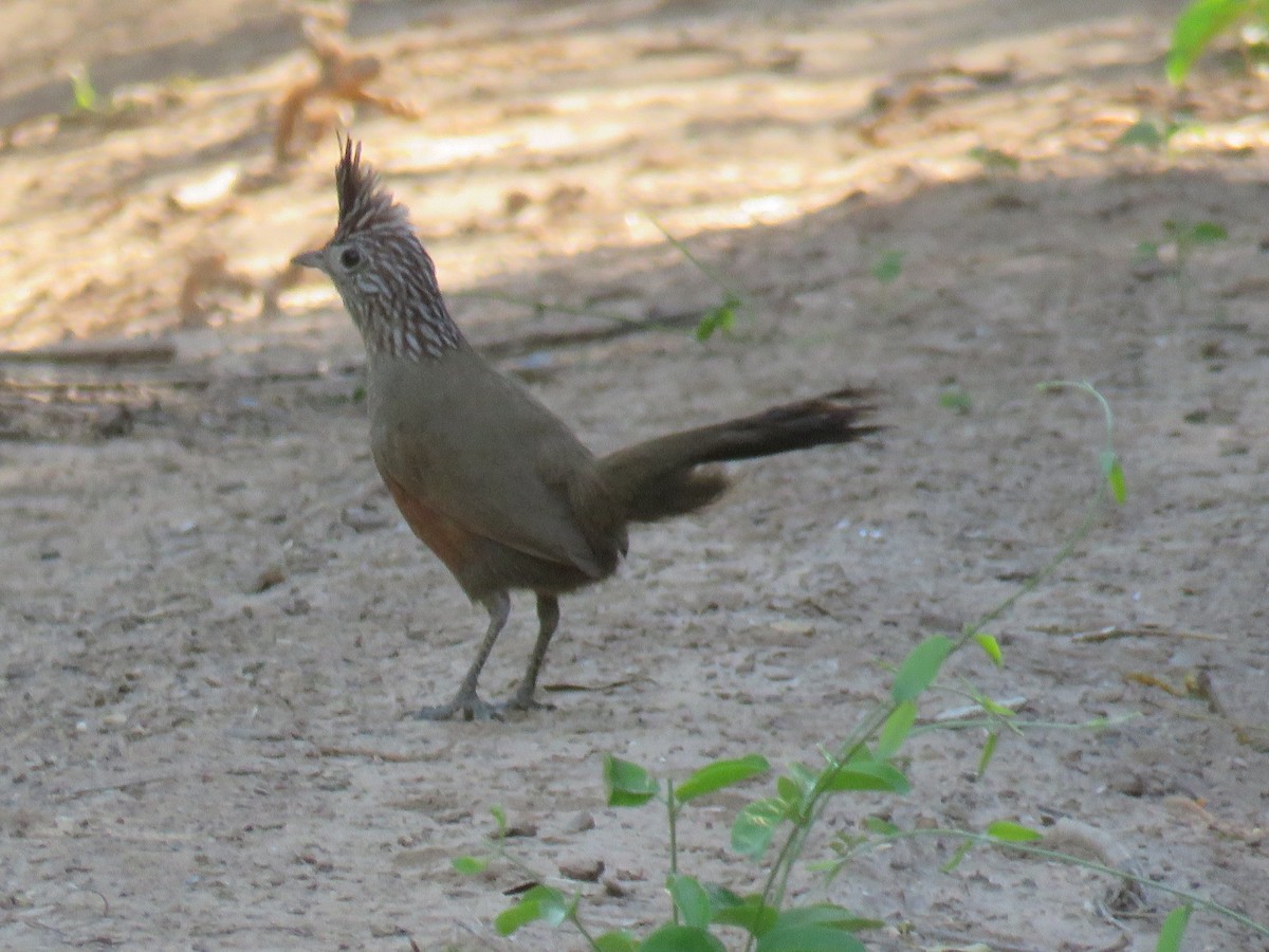 Crested Gallito - ML390154041