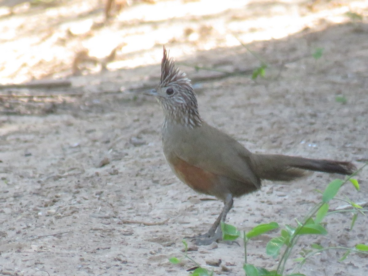 Gallito Copetón - ML390154141