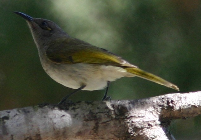 Brown Honeyeater - ML390156881