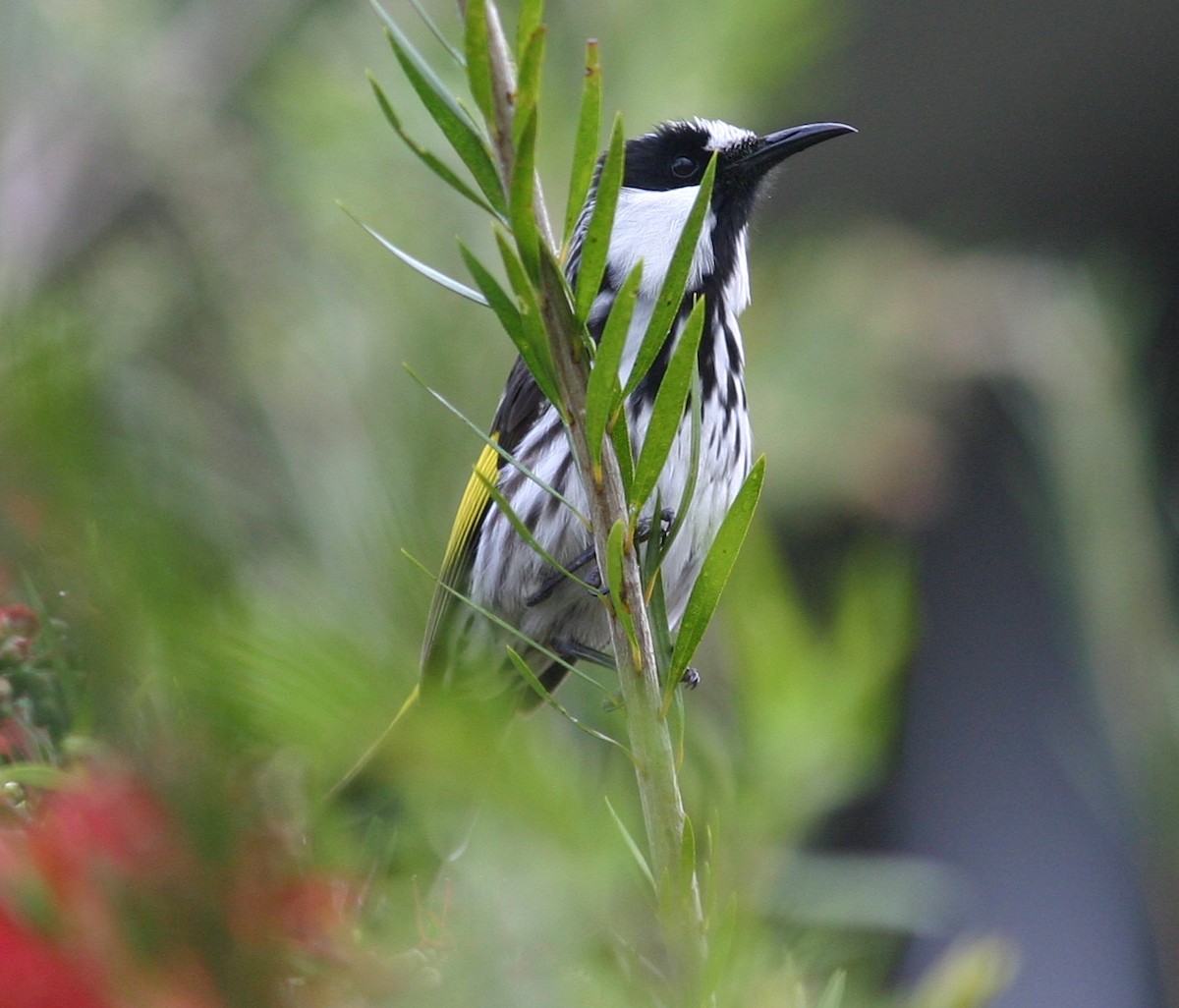 White-cheeked Honeyeater - ML390156901