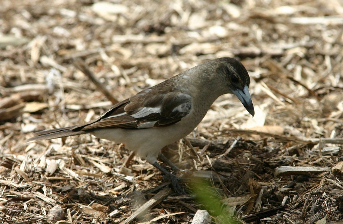 Pied Butcherbird - ML390156951