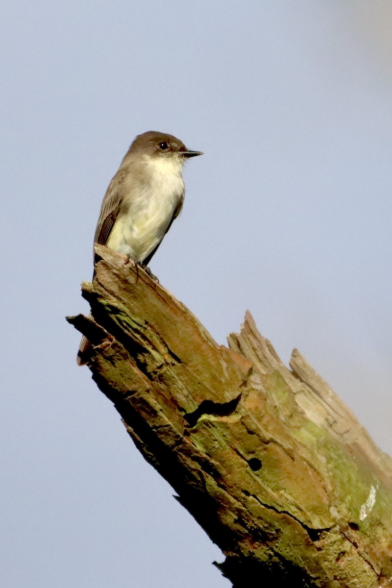 Eastern Phoebe - ML390157401