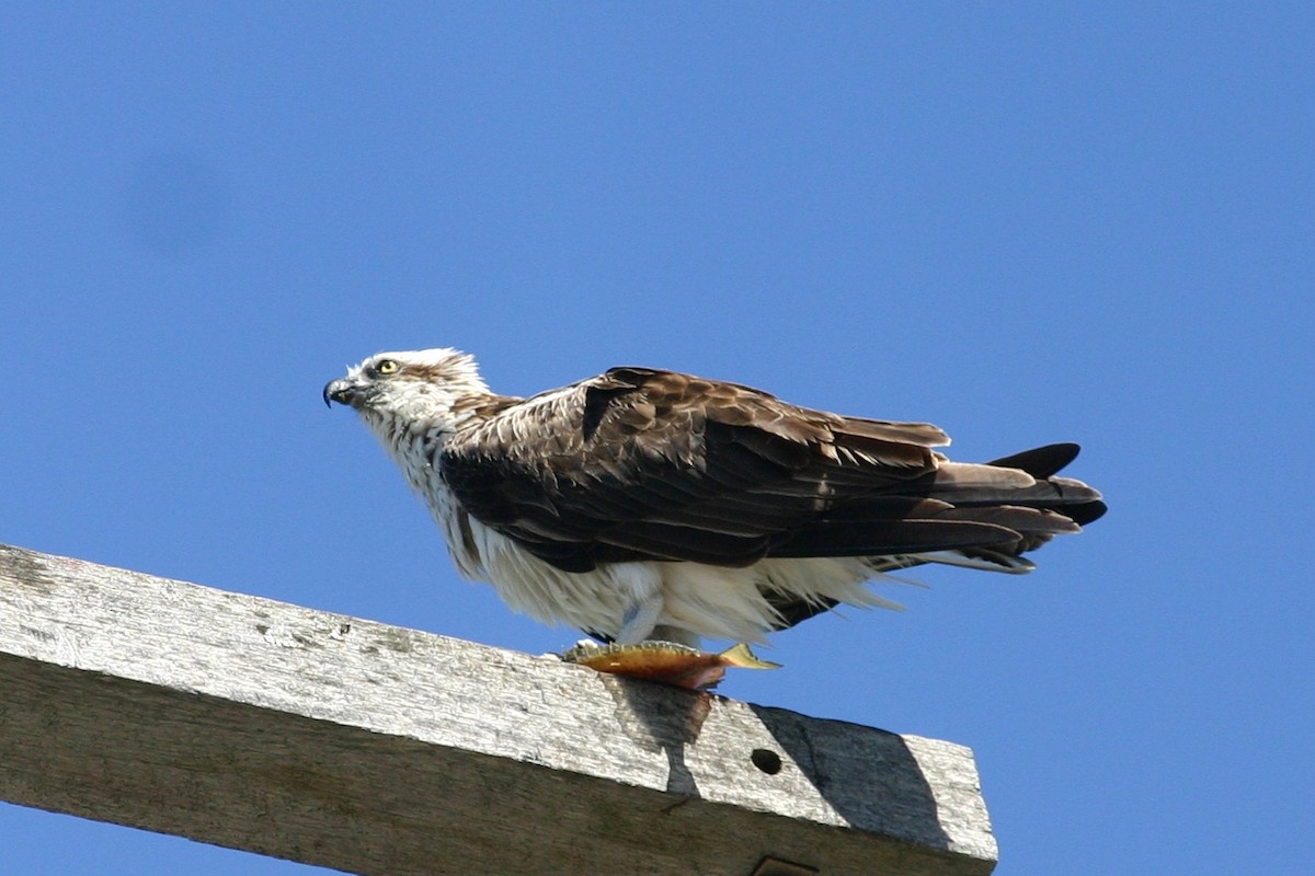 Águila Pescadora (Australia) - ML390157811