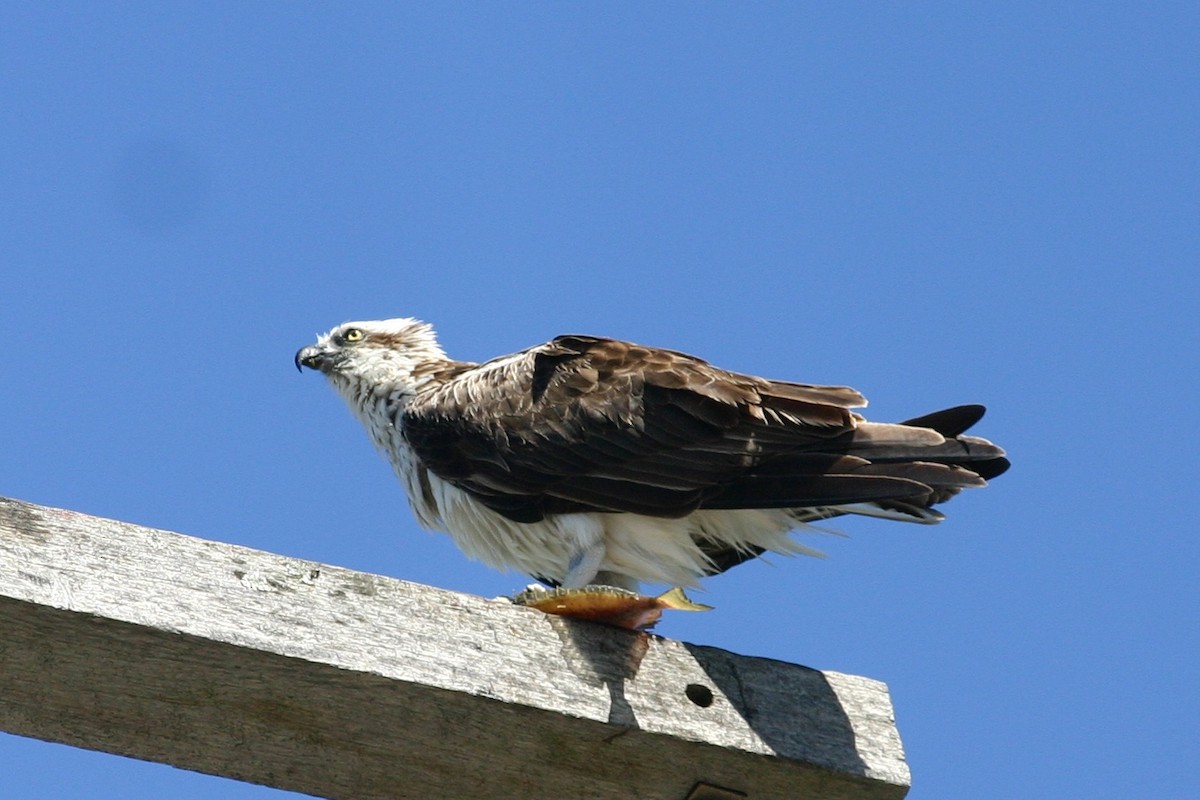 Osprey (Australasian) - Ingvar Atli Sigurðsson