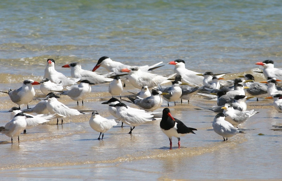 Caspian Tern - ML390158101