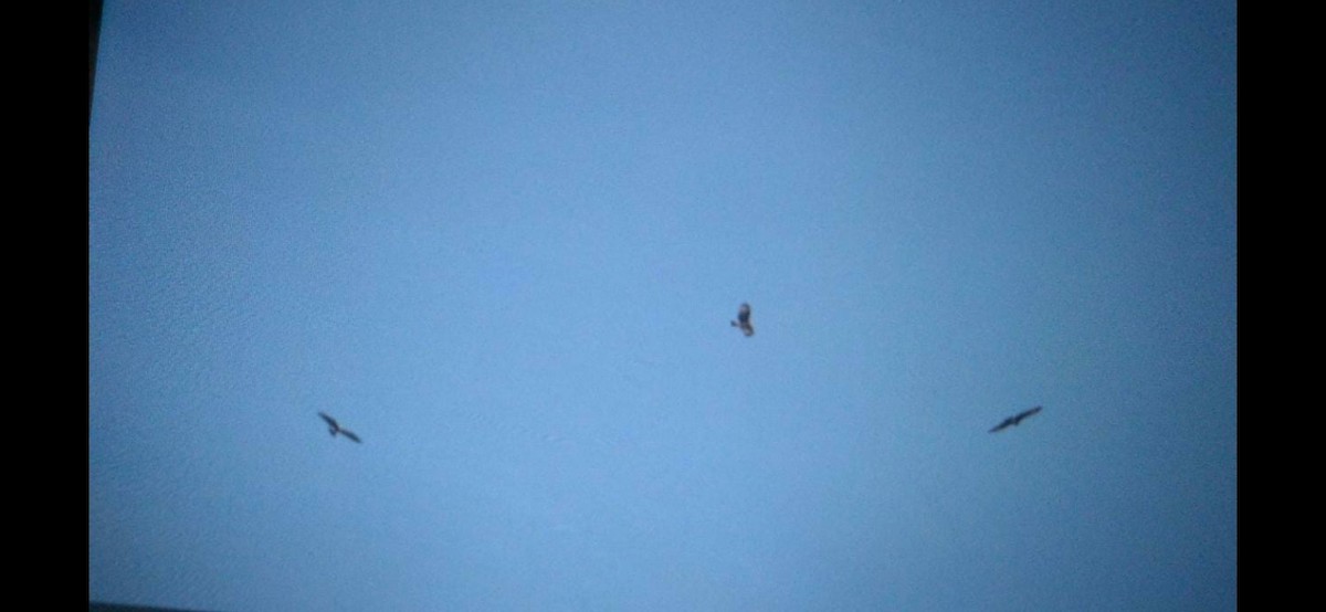 Snail Kite - ML390158891