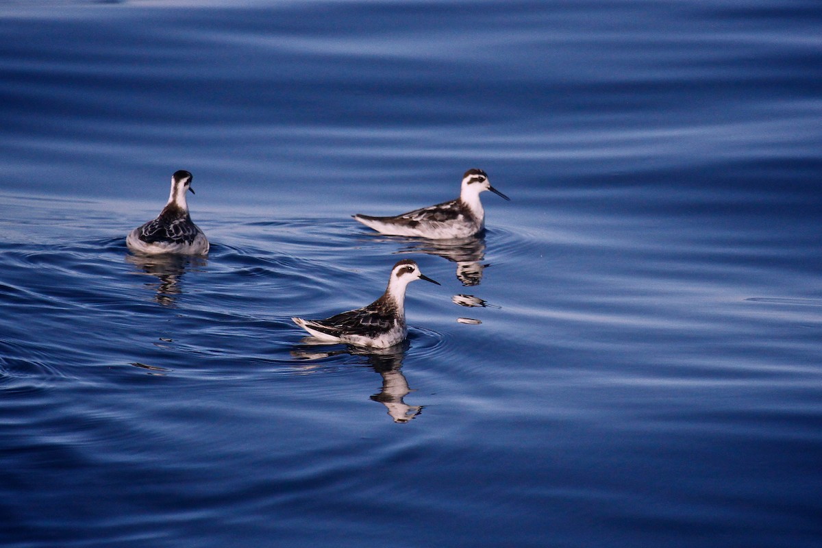 Red-necked Phalarope - Ernie Miller