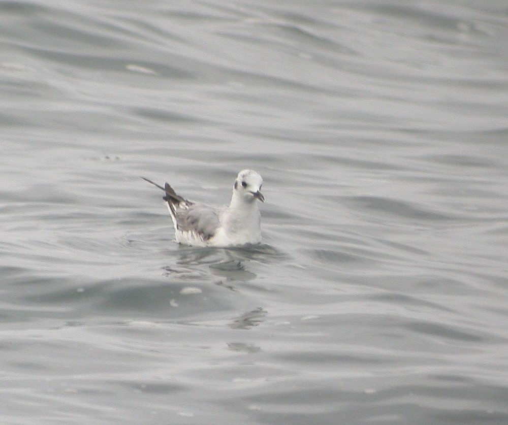 Bonaparte's Gull - ML390159151