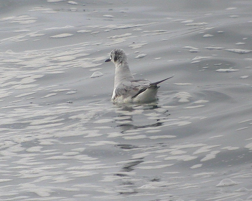 Bonaparte's Gull - ML390159161