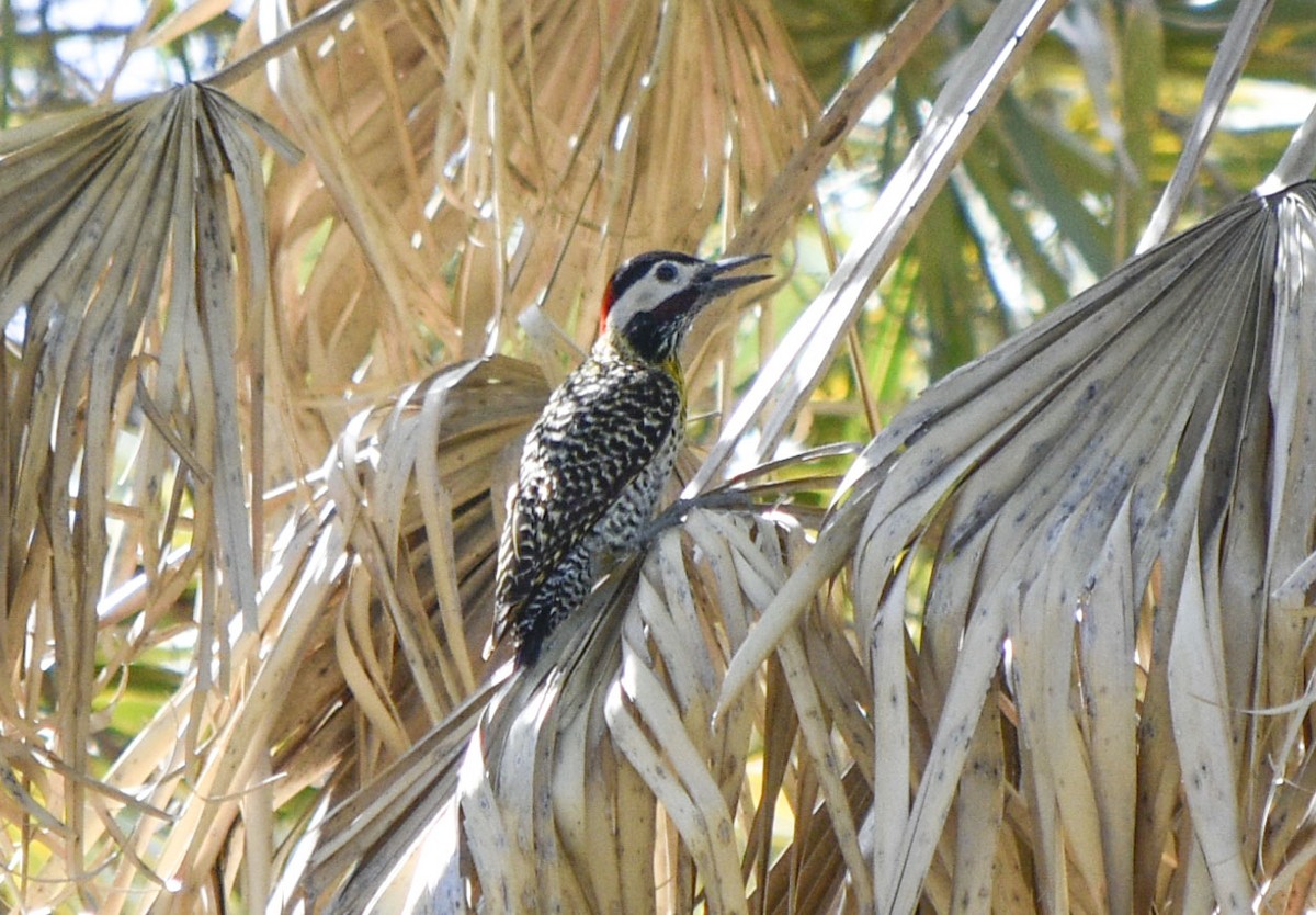 Green-barred Woodpecker - ML390159381