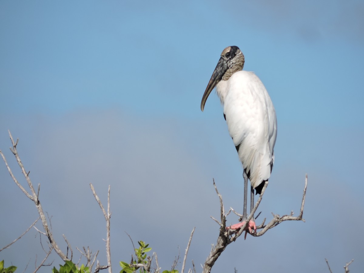 Wood Stork - Carlos Javier / Contoy excursions