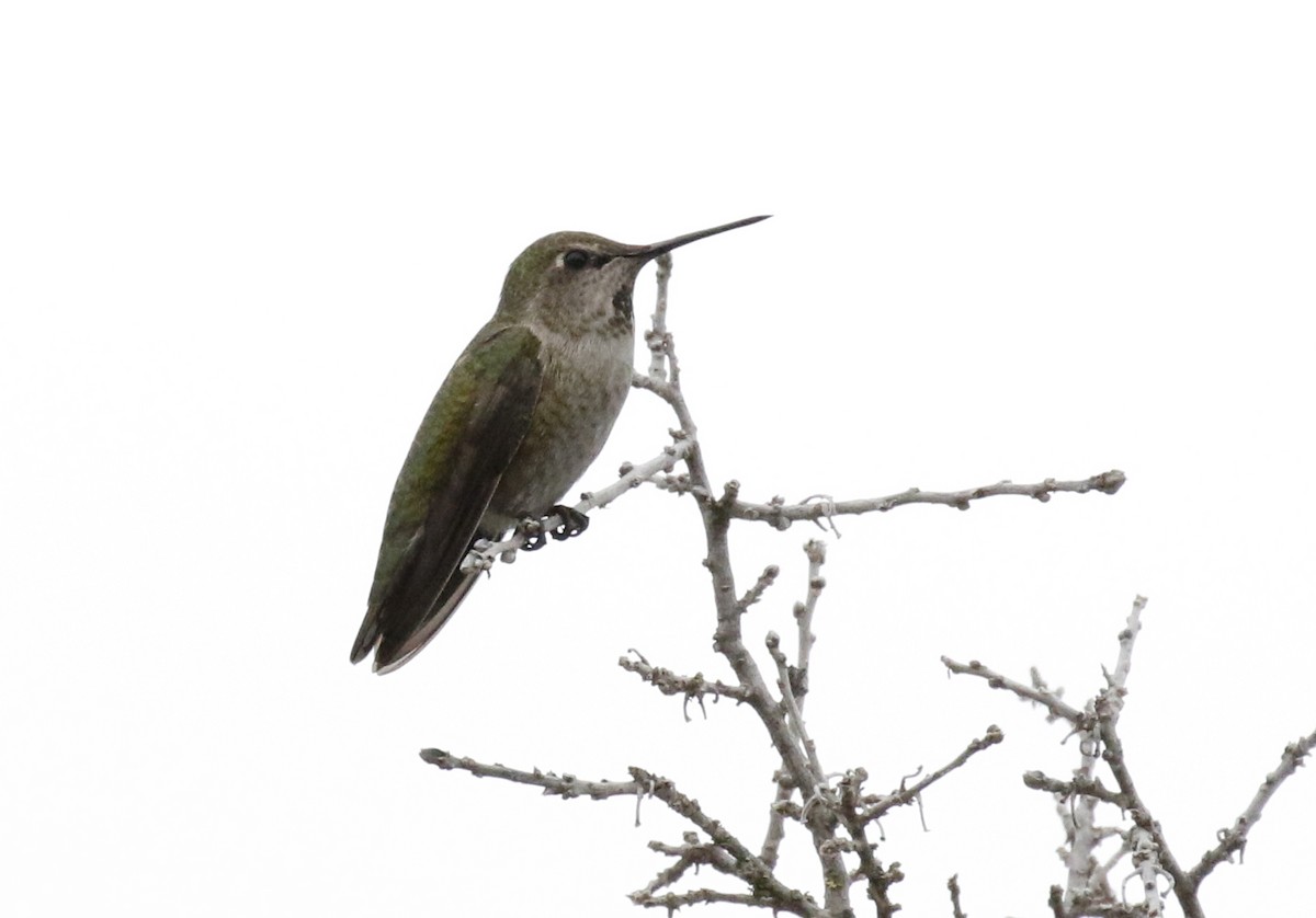 Anna's Hummingbird - ML390159831