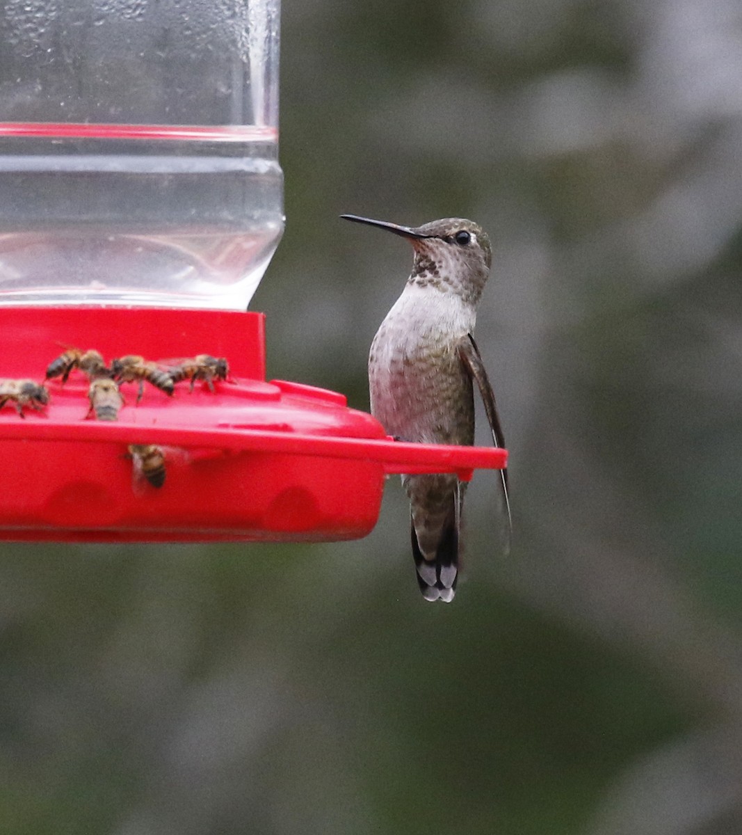 Anna's Hummingbird - ML390159851