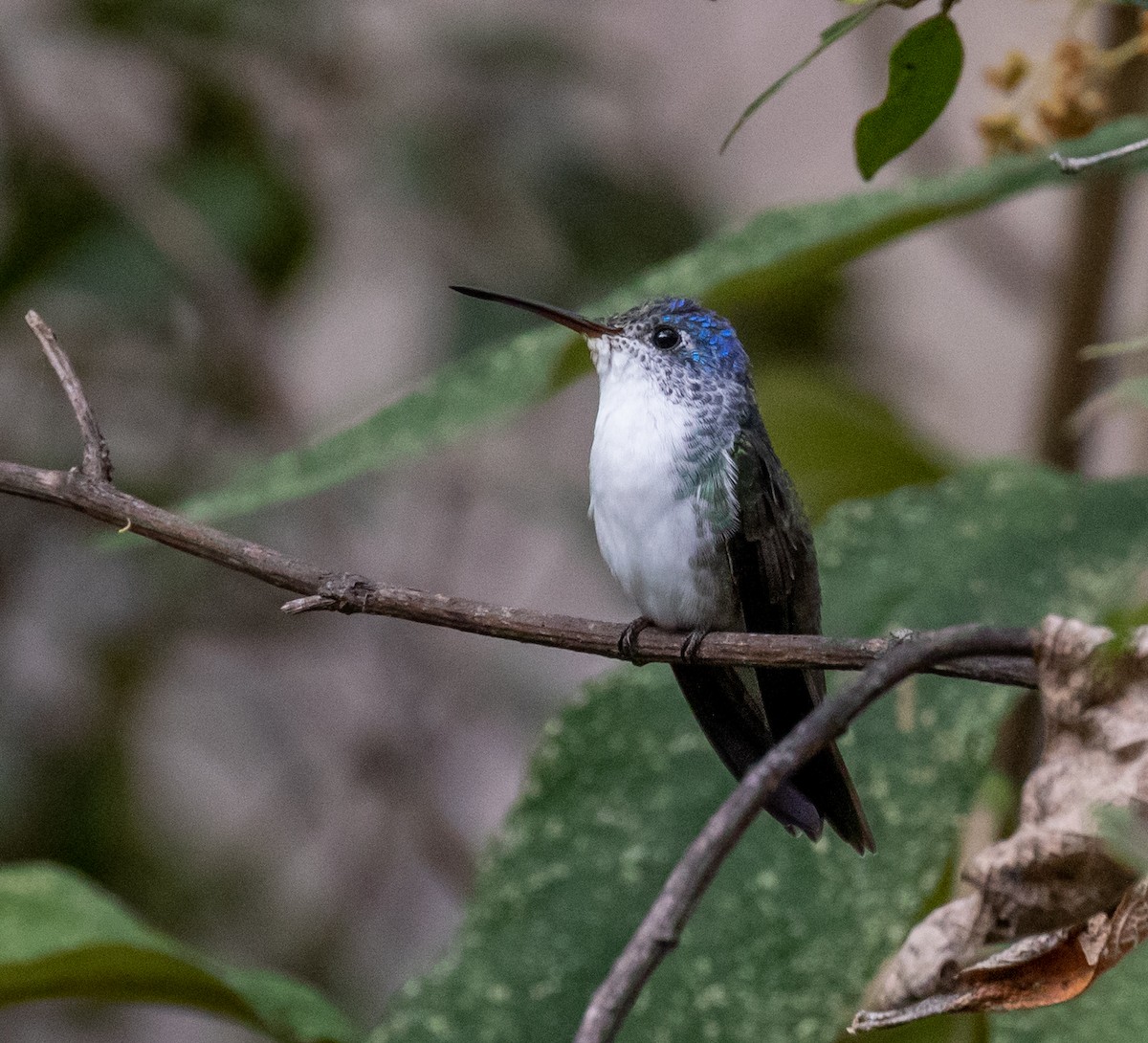 kolibřík andský - ML390160111