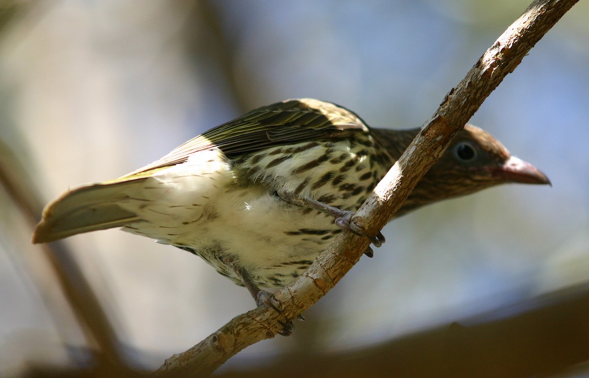 Australasian Figbird - ML390160151