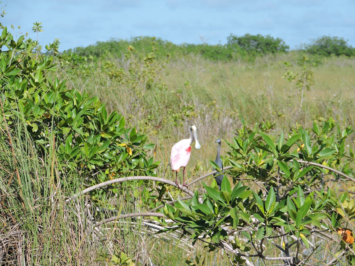 Roseate Spoonbill - ML390160301