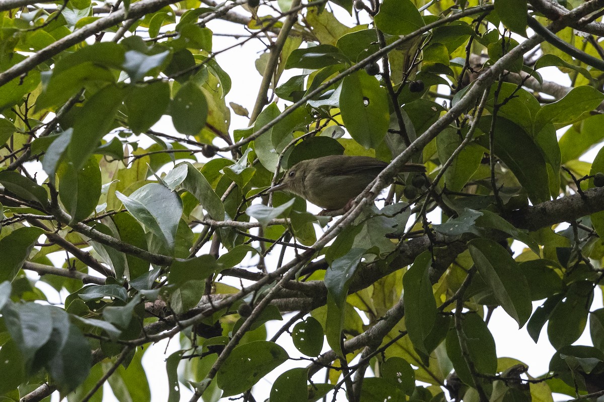 Gray Longbill - ML390160661