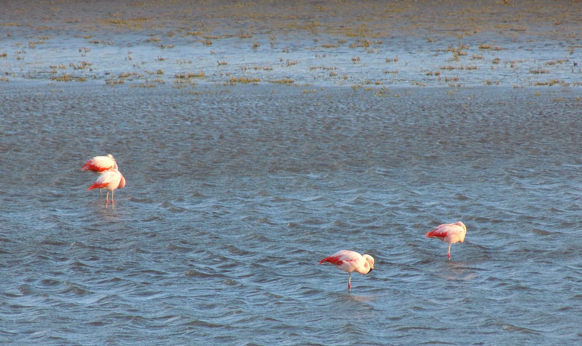 Chilean Flamingo - Gabriela López Jiménez