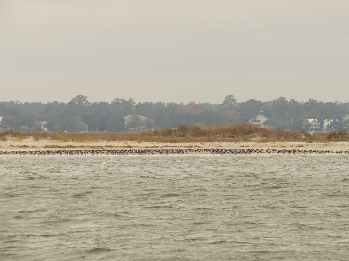 Black Skimmer - ML39016201