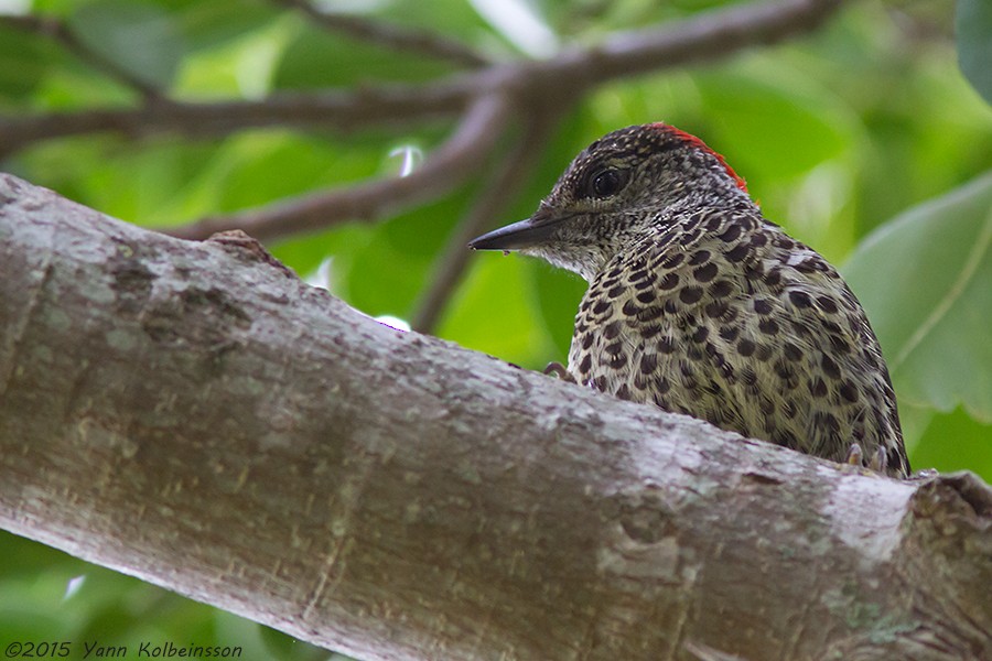 Knysna Woodpecker - ML39016371