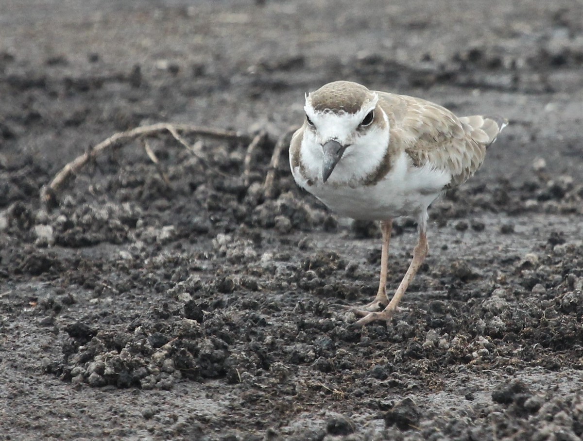 Wilson's Plover - ML390164801