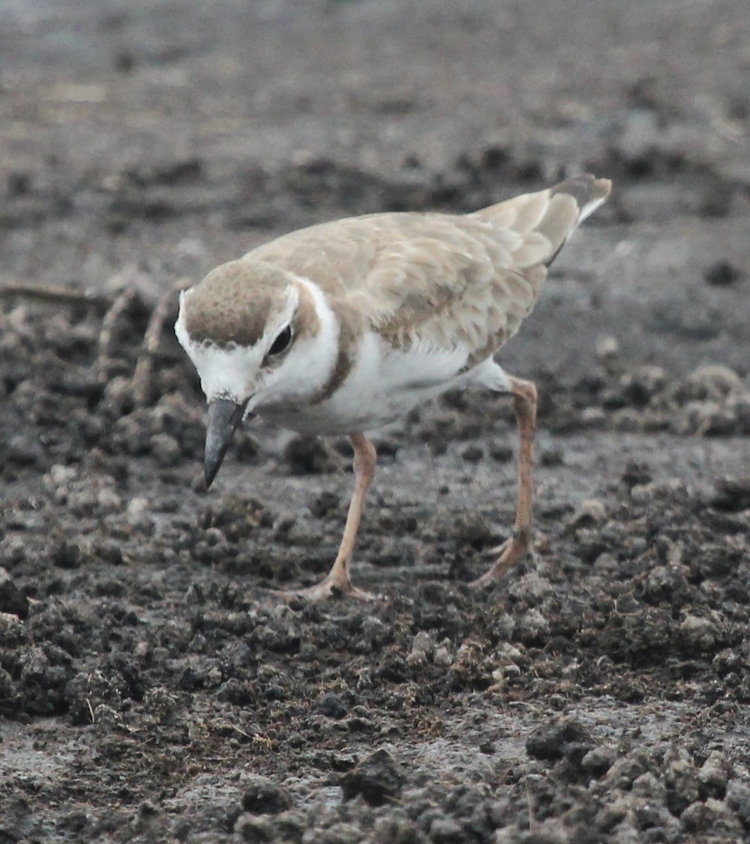 Wilson's Plover - ML390165501