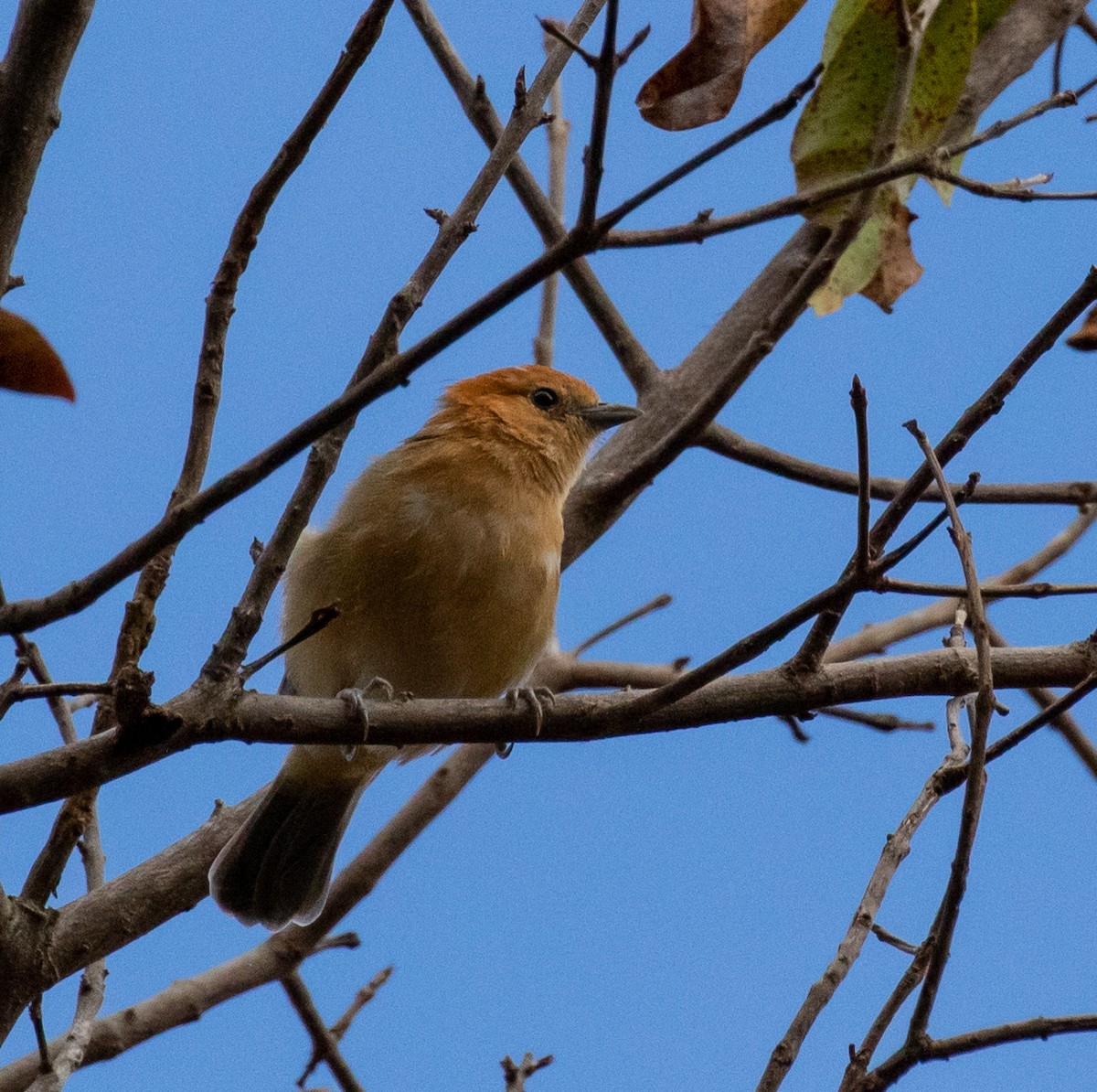 Buff-bellied Tanager - ML390166551