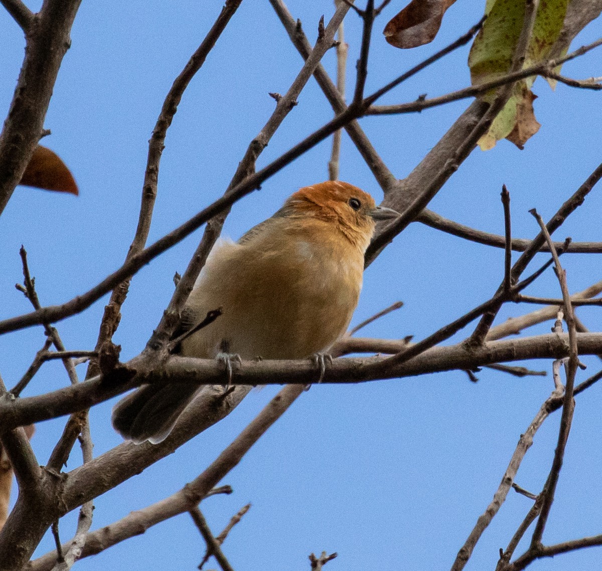 Buff-bellied Tanager - ML390166561