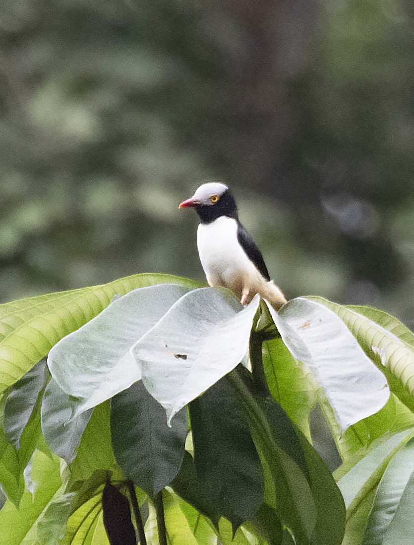 Red-billed Helmetshrike - ML390167131