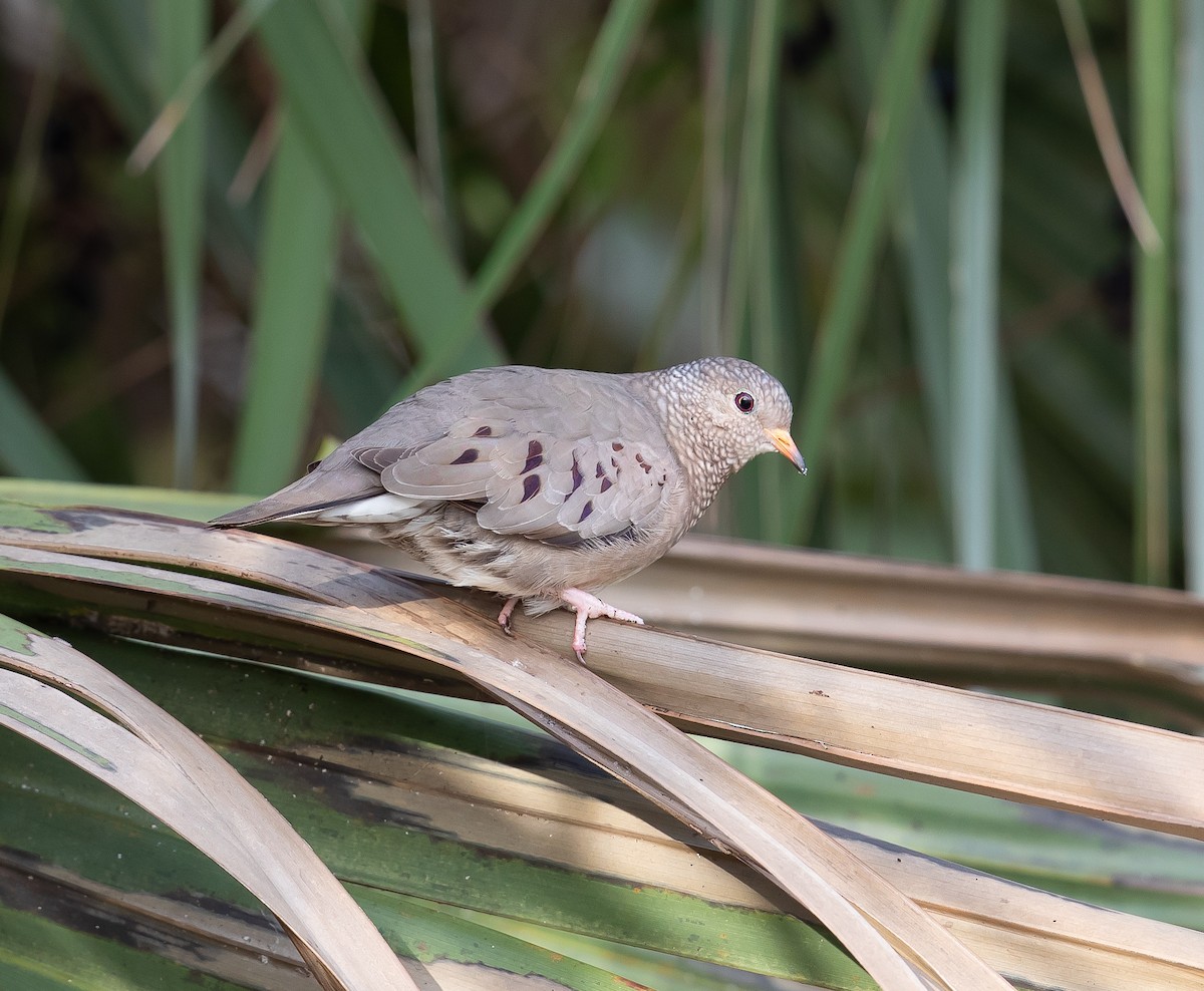 Common Ground Dove - ML390167381