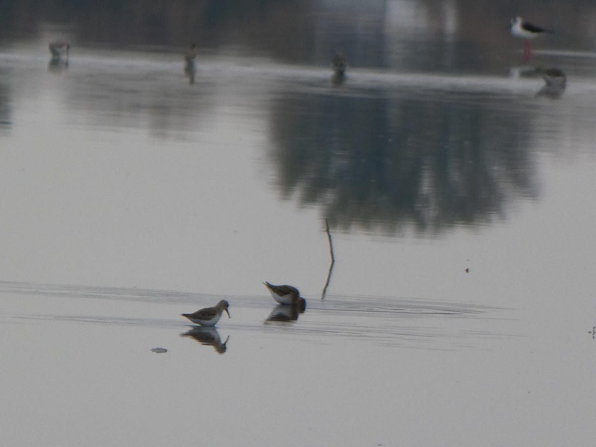 Dunlin - Jose Lopez