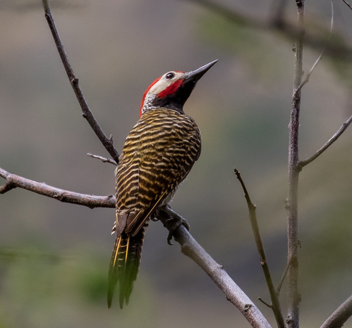 Black-necked Woodpecker - Ron Hoff Dollyann Myers