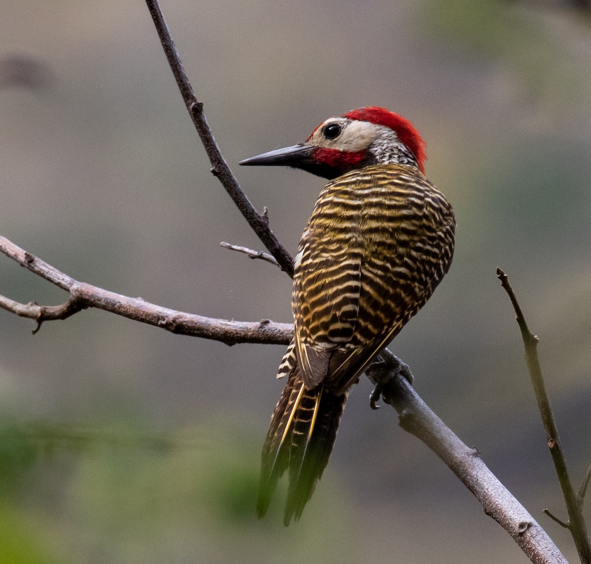 Black-necked Woodpecker - ML390168291