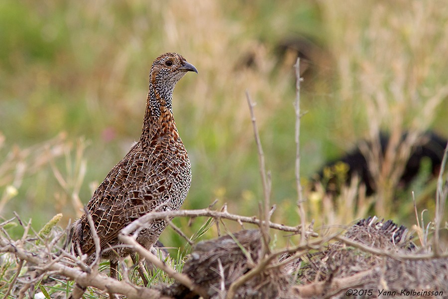 Gray-winged Francolin - ML39016841