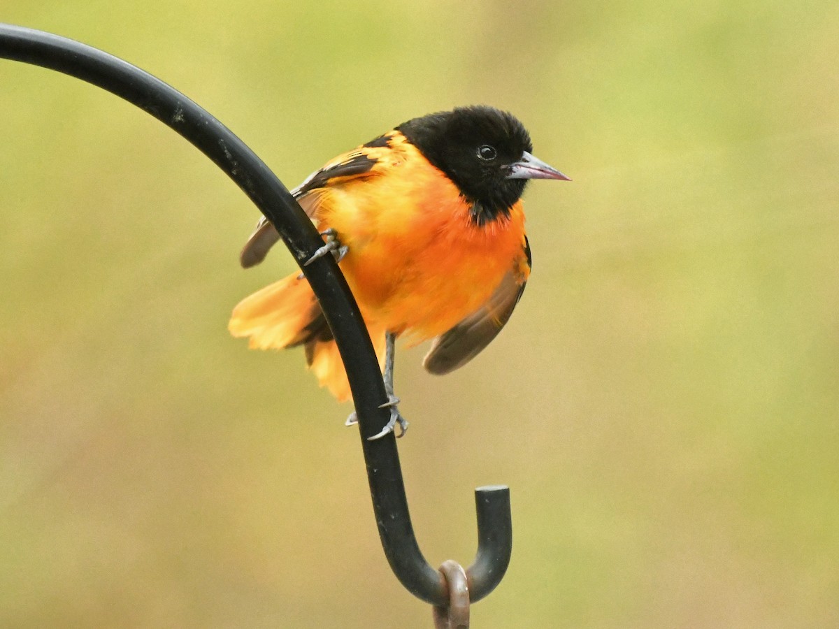 Baltimore Oriole - Bill Massaro