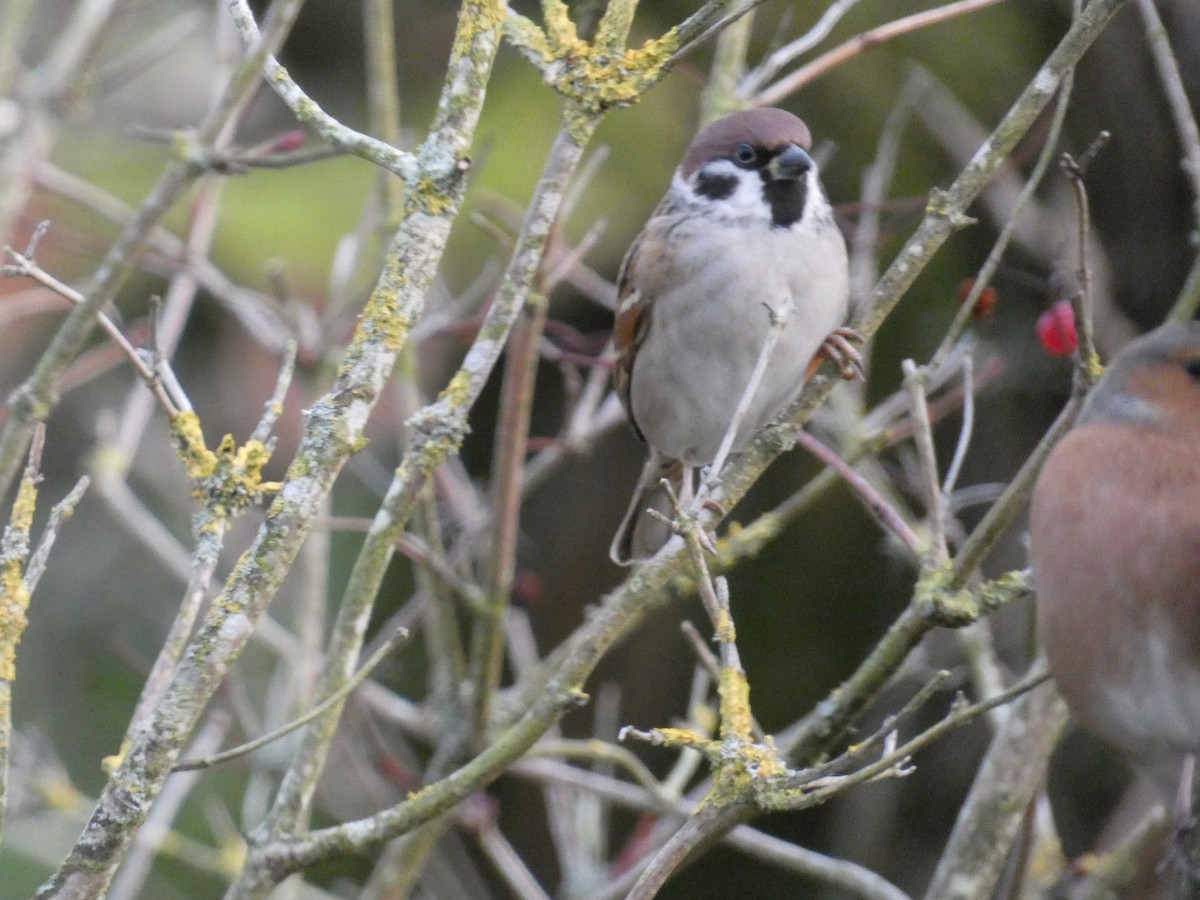 Eurasian Tree Sparrow - ML390170441