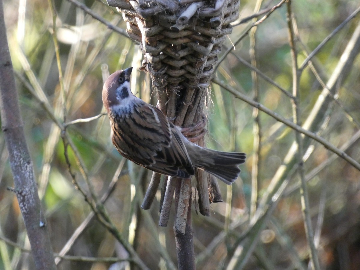 Eurasian Tree Sparrow - ML390170471