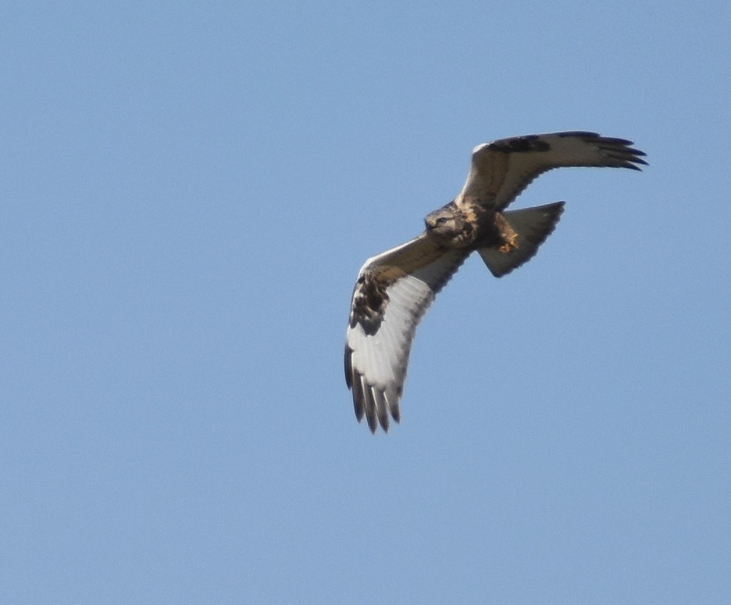 Rough-legged Hawk - Jason Vassallo