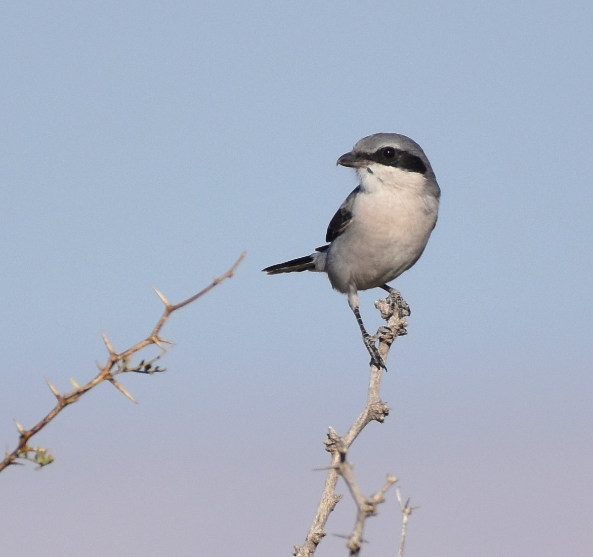 Loggerhead Shrike - Jason Vassallo