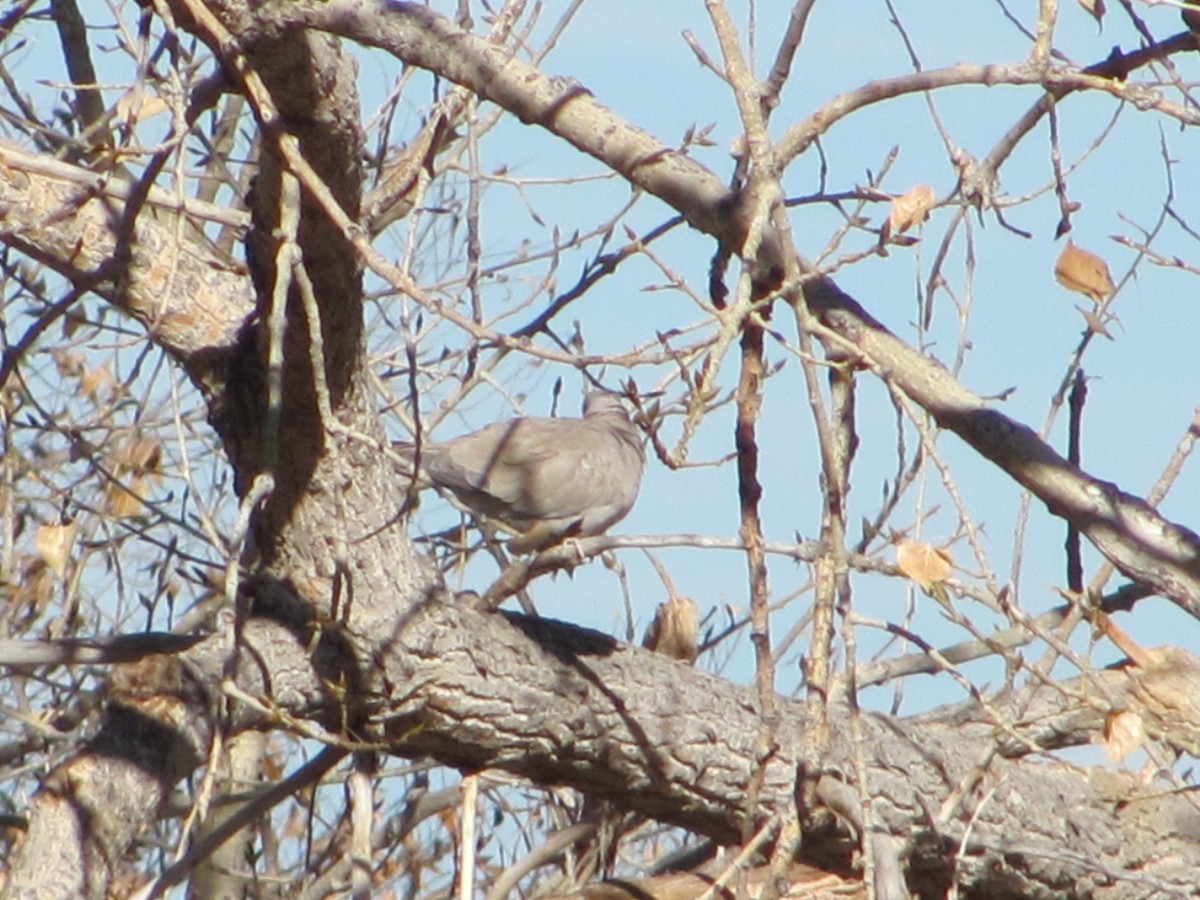 Eurasian Collared-Dove - ML390171451