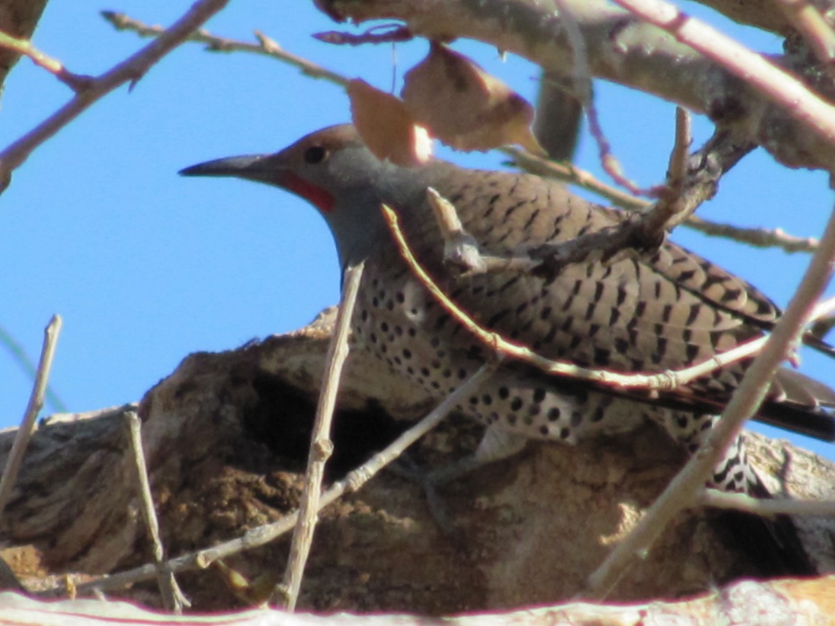 Northern Flicker (Red-shafted) - Emilee DeWitt