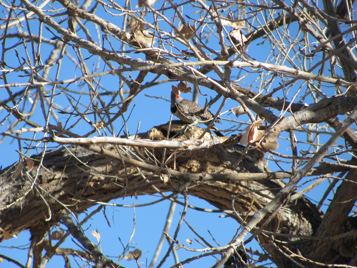 Northern Flicker (Red-shafted) - Emilee DeWitt